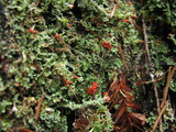 Cladonia bellidiflora image