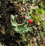Cladonia bellidiflora image