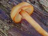 Rhodocybe nitellina image