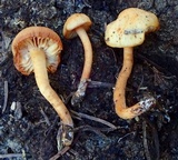 Rhodocybe nitellina image