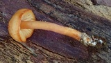 Rhodocybe nitellina image