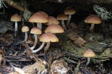 Psathyrella piluliformis image