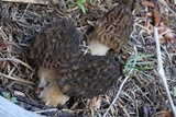 Morchella snyderi image
