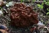 Gyromitra montana image