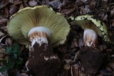 Cortinarius xanthodryophilus image