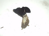 Helvella lacunosa image
