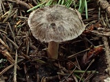 Tricholoma moseri image
