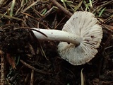Tricholoma moseri image