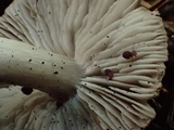 Tricholoma moseri image