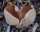 Peziza repanda image