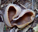 Peziza repanda image