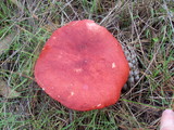 Russula sanguinaria image