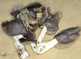 Helvella compressa image