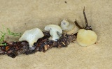 Cudoniella clavus image