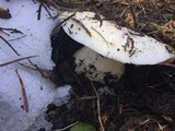 Hygrophorus subalpinus image
