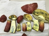 Boletus pallidoroseus image