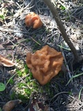 Gyromitra montana image