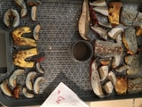 Boletus subluridellus image