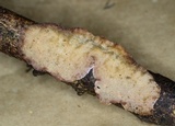 Trichaptum abietinum image