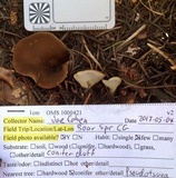 Gyromitra melaleucoides image