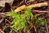 Xeromphalina fulvipes image