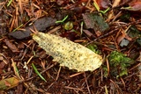 Coccomyces dentatus image
