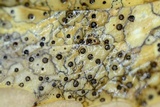 Coccomyces dentatus image