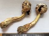 Agaricus texensis image