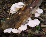 Pleurotus djamor image