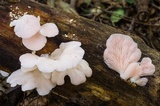 Pleurotus djamor image