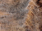 Melanospora lagenaria image