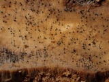 Melanospora lagenaria image