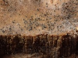 Melanospora lagenaria image