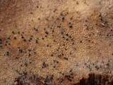 Melanospora lagenaria image