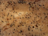 Melanospora lagenaria image