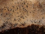 Melanospora lagenaria image