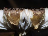 Amanita nothofagi image
