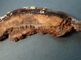 Melanospora lagenaria image