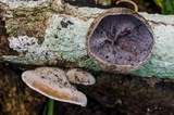 Auricularia nigricans image
