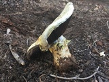 Agaricus moronii image