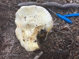 Agaricus moronii image