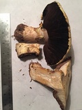 Agaricus moronii image