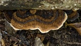 Datronia mollis image