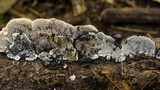 Datronia mollis image