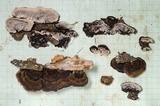 Datronia mollis image