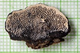 Datronia mollis image