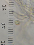Amanita nothofagi image