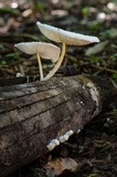 Leucocoprinus cretaceus image