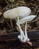 Leucocoprinus cretaceus image