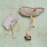 Leucocoprinus cretaceus image